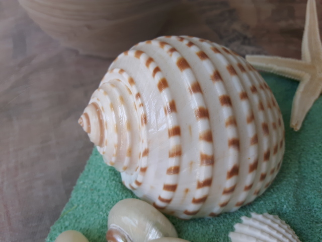 Conchiglie decorative Burma Shell dimensioni ass. 500 gr, Shop online  articoli per fioristi