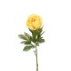 PEONIA SINGOLA  YELLOW