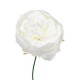 BOX 12 PICK PEONIA WHITE