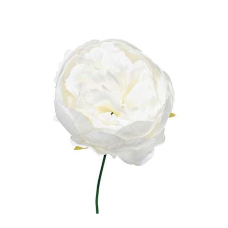 BOX 12 PICK PEONIA WHITE