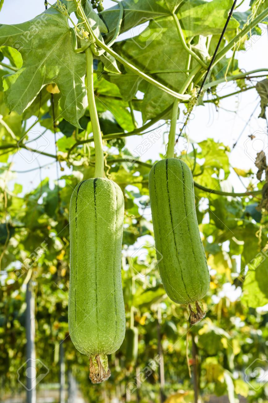 Semi Luffa Cilindrica Spugna Naturale - Mastro Garden