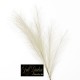 RAMO PAMPAS  CM.110 CREMA