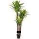 PIANTA DRACENA CON VASO  CM.87