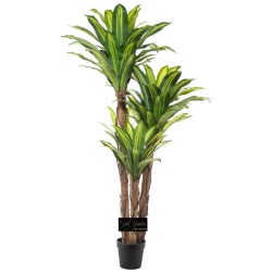 PIANTA DRACENA CON VASO  CM.87