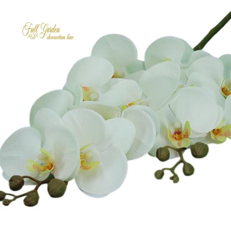 RAMO PHALENOPSIS X12 CM.74 WHITE