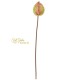 ANTHURIUM MEDIO CM.80 GREEN