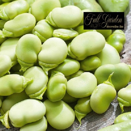 FAVA SUPERAGUADULCE  GR.500