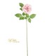 ROSA ELEONORE PINK CM.75