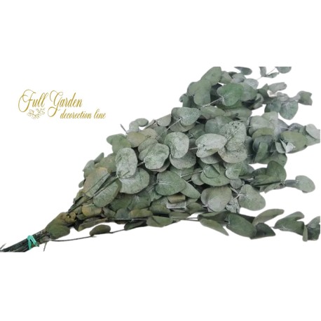 °°°EUCALYPTUS SPIRAL GREEN 100 GR GREEN